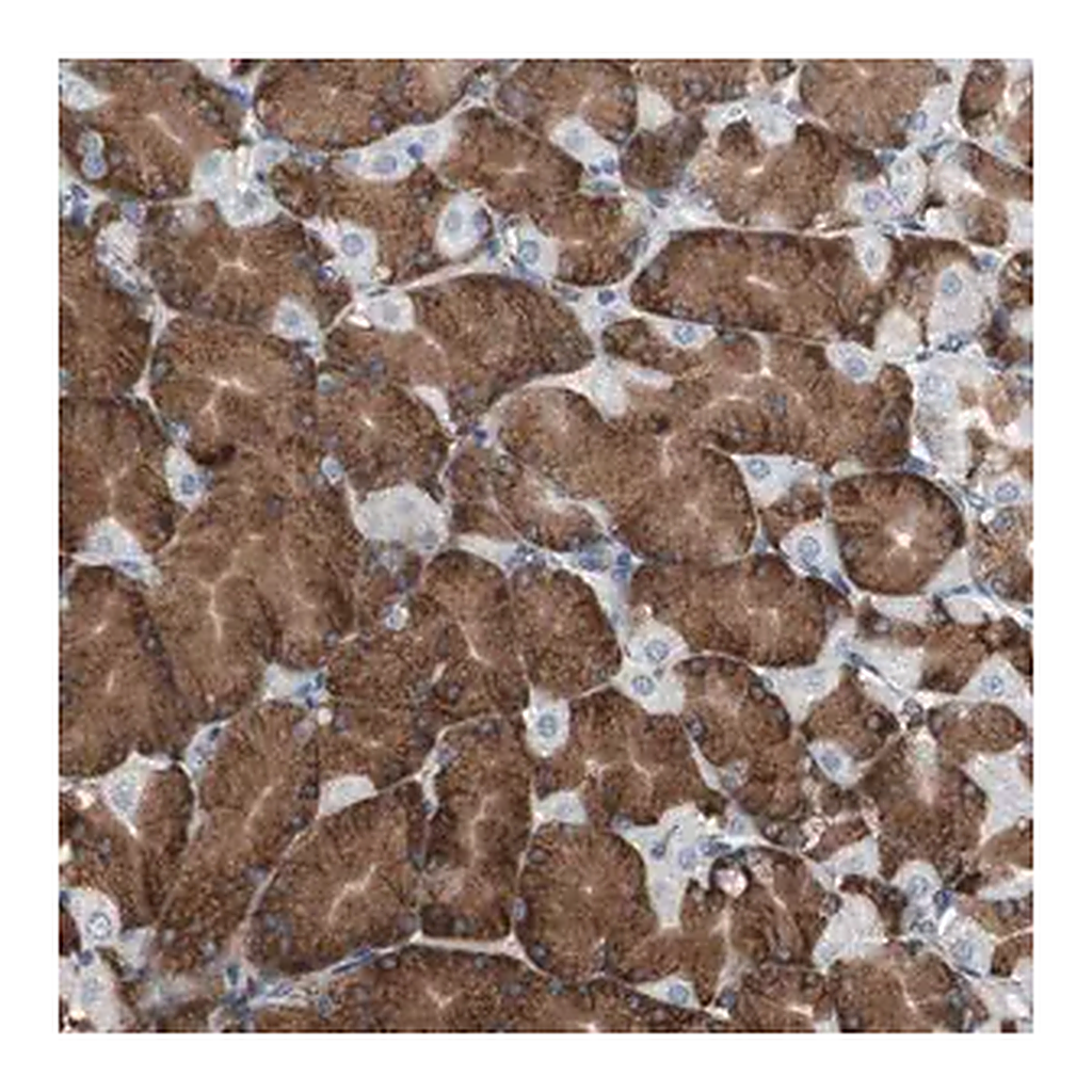 Merck Anti-CALU antibody produced in rabbit