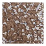 Merck Anti-CALU antibody produced in rabbit