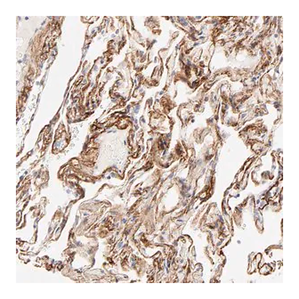 Merck Anti-NPNT antibody produced in rabbit