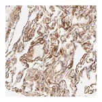 Merck Anti-NPNT antibody produced in rabbit