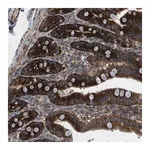 Merck Anti-OR51J1 antibody produced in rabbit