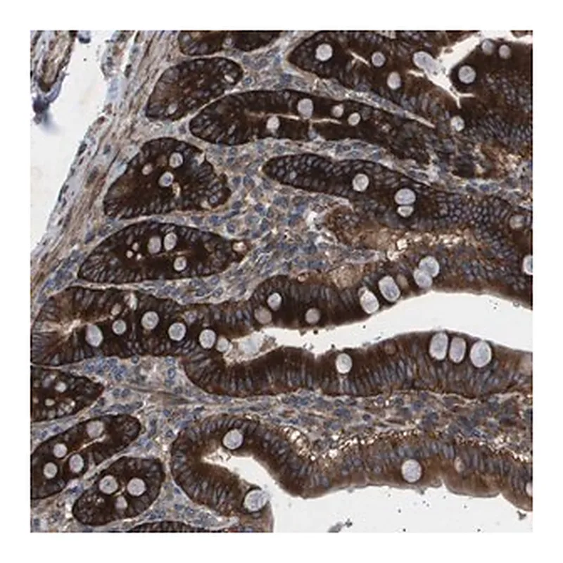 Merck Anti-OR51J1 antibody produced in rabbit