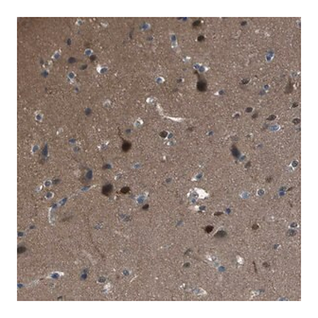 Merck Anti-CAMK4 antibody produced in rabbit