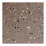 Merck Anti-CAMK4 antibody produced in rabbit