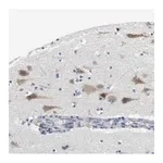 Merck Anti-CNGA2 antibody produced in rabbit