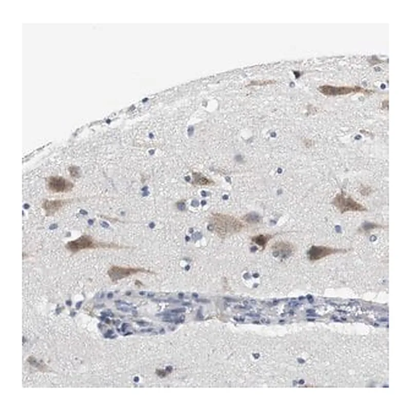 Merck Anti-CNGA2 antibody produced in rabbit