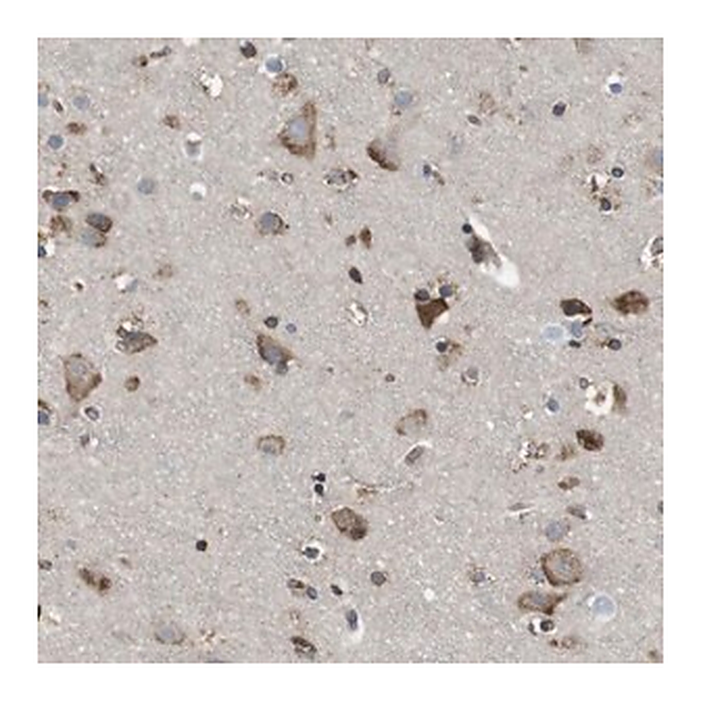 Merck Anti-PCNX2 antibody produced in rabbit