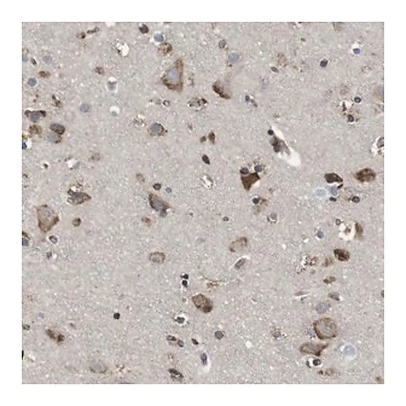 Merck Anti-PCNX2 antibody produced in rabbit