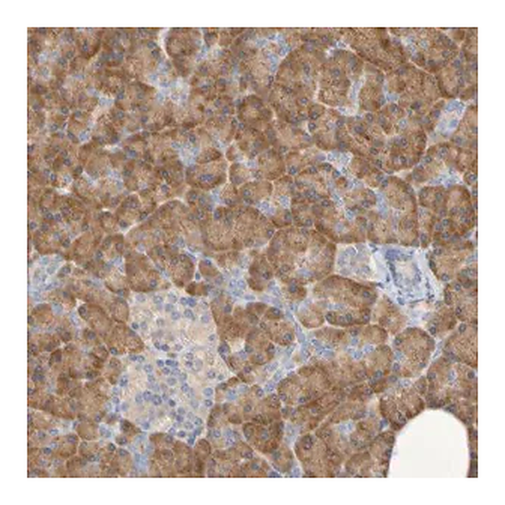 Merck Anti-SRPRB antibody produced in rabbit