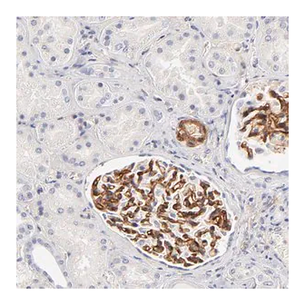 Merck Anti-ITGA8 antibody produced in rabbit