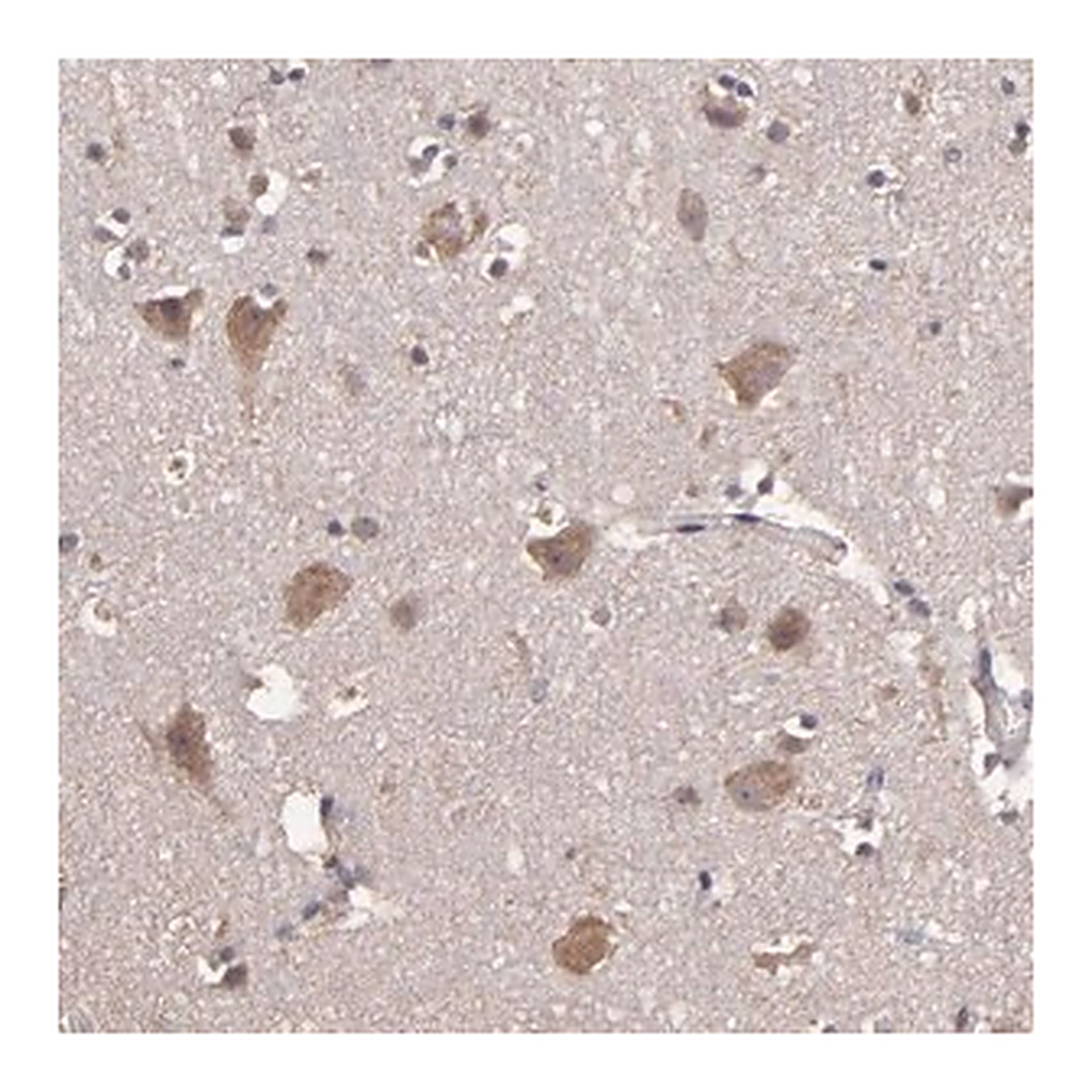 Merck Anti-HECTD1 antibody produced in rabbit