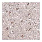 Merck Anti-HECTD1 antibody produced in rabbit