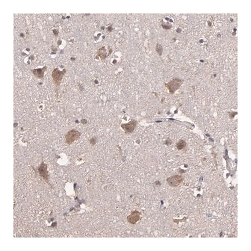 Merck Anti-HECTD1 antibody produced in rabbit