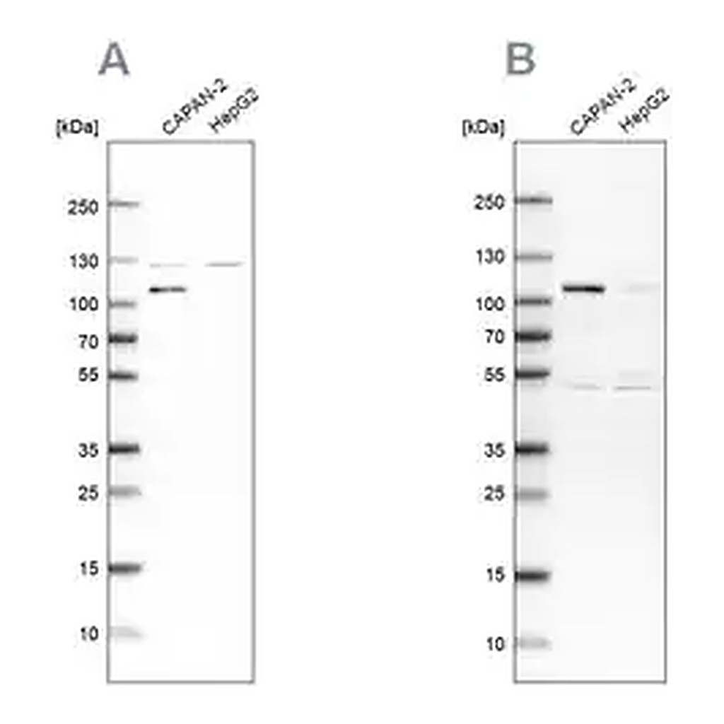 Merck Anti-SP1 antibody produced in rabbit