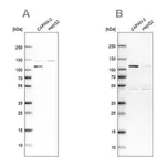 Merck Anti-SP1 antibody produced in rabbit