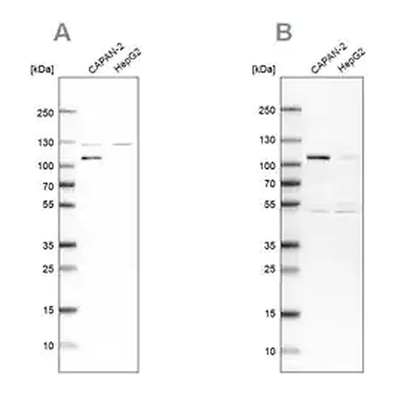 Merck Anti-SP1 antibody produced in rabbit
