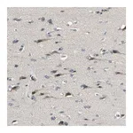 Merck Anti-PIP5K1B antibody produced in rabbit