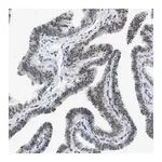 Merck Anti-HIPK1 antibody produced in rabbit