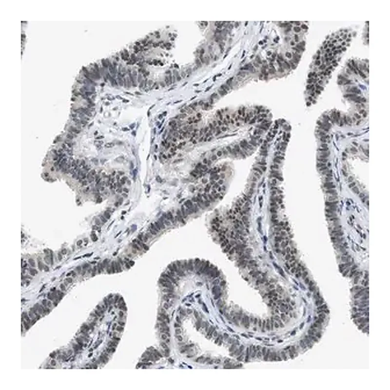Merck Anti-HIPK1 antibody produced in rabbit