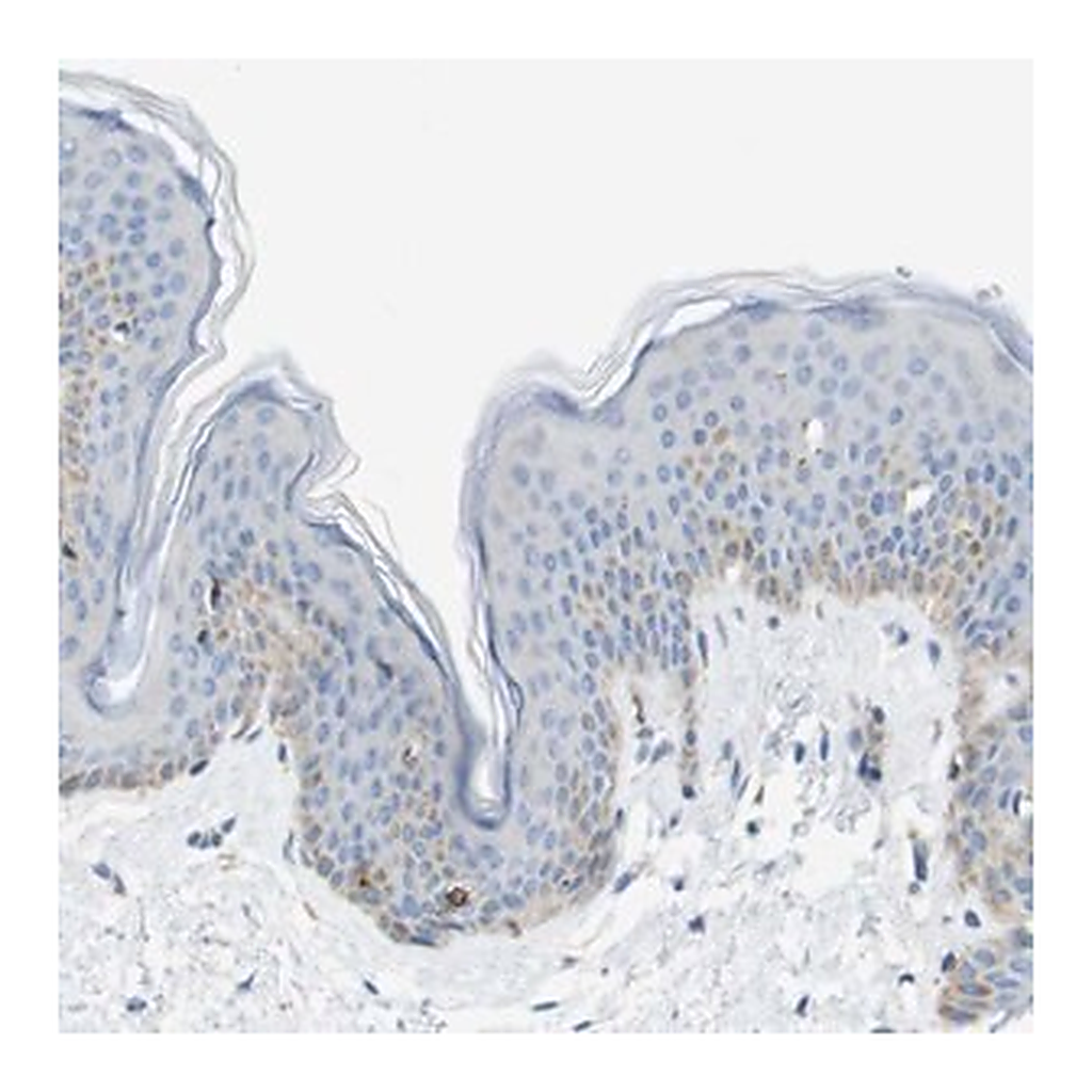 Merck Anti-SDR42E1 antibody produced in rabbit