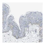 Merck Anti-SDR42E1 antibody produced in rabbit