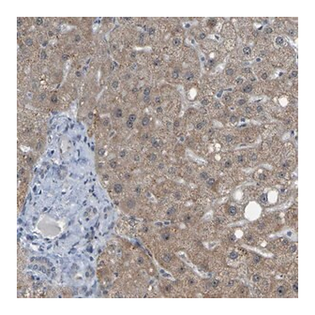Merck Anti-DHODH antibody produced in rabbit