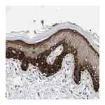 Merck Anti-RAPH1 antibody produced in rabbit