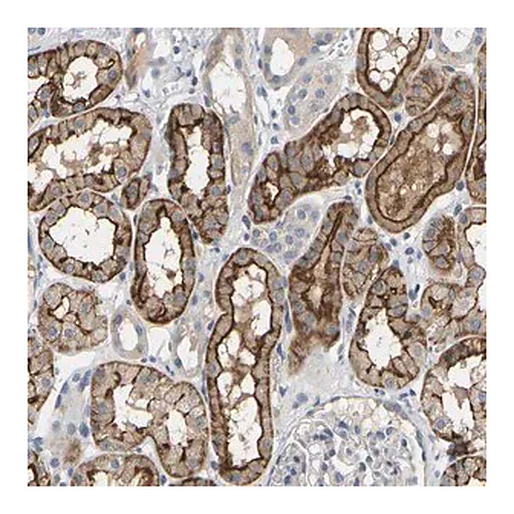 Merck Anti-EVA1C antibody produced in rabbit