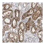 Merck Anti-EVA1C antibody produced in rabbit