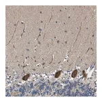 Merck Anti-PCLO antibody produced in rabbit