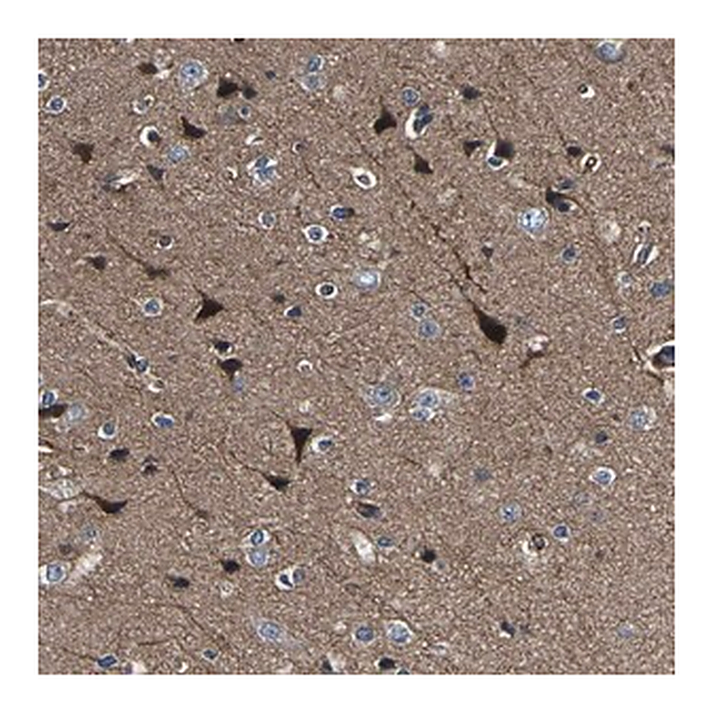Merck Anti-AGAP3 antibody produced in rabbit