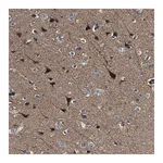 Merck Anti-AGAP3 antibody produced in rabbit