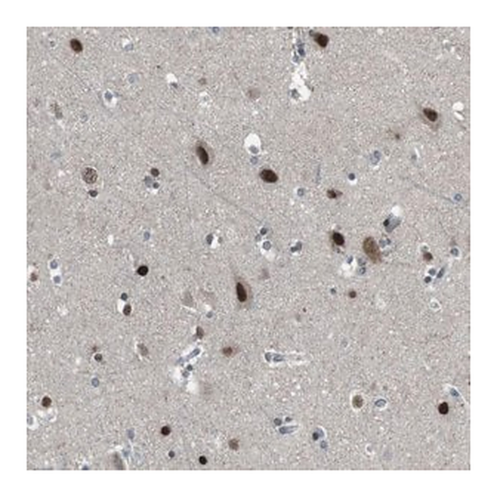 Merck Anti-ARID5B antibody produced in rabbit