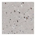 Merck Anti-ARID5B antibody produced in rabbit