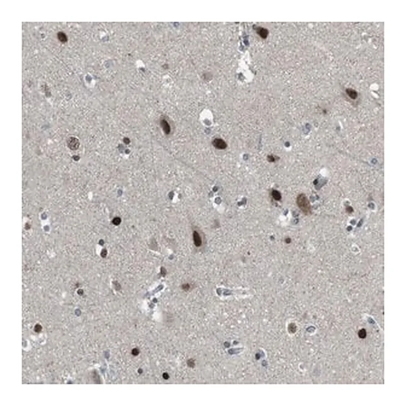 Merck Anti-ARID5B antibody produced in rabbit