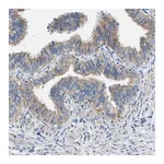 Merck Anti-CFAP20 antibody produced in rabbit