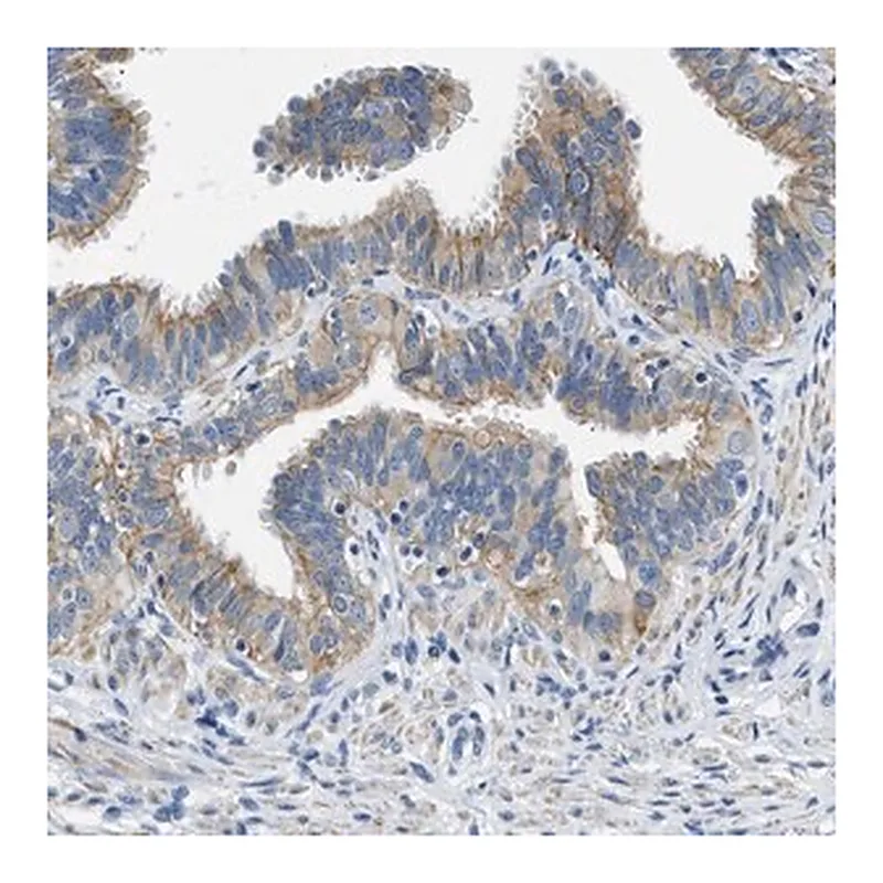 Merck Anti-CFAP20 antibody produced in rabbit