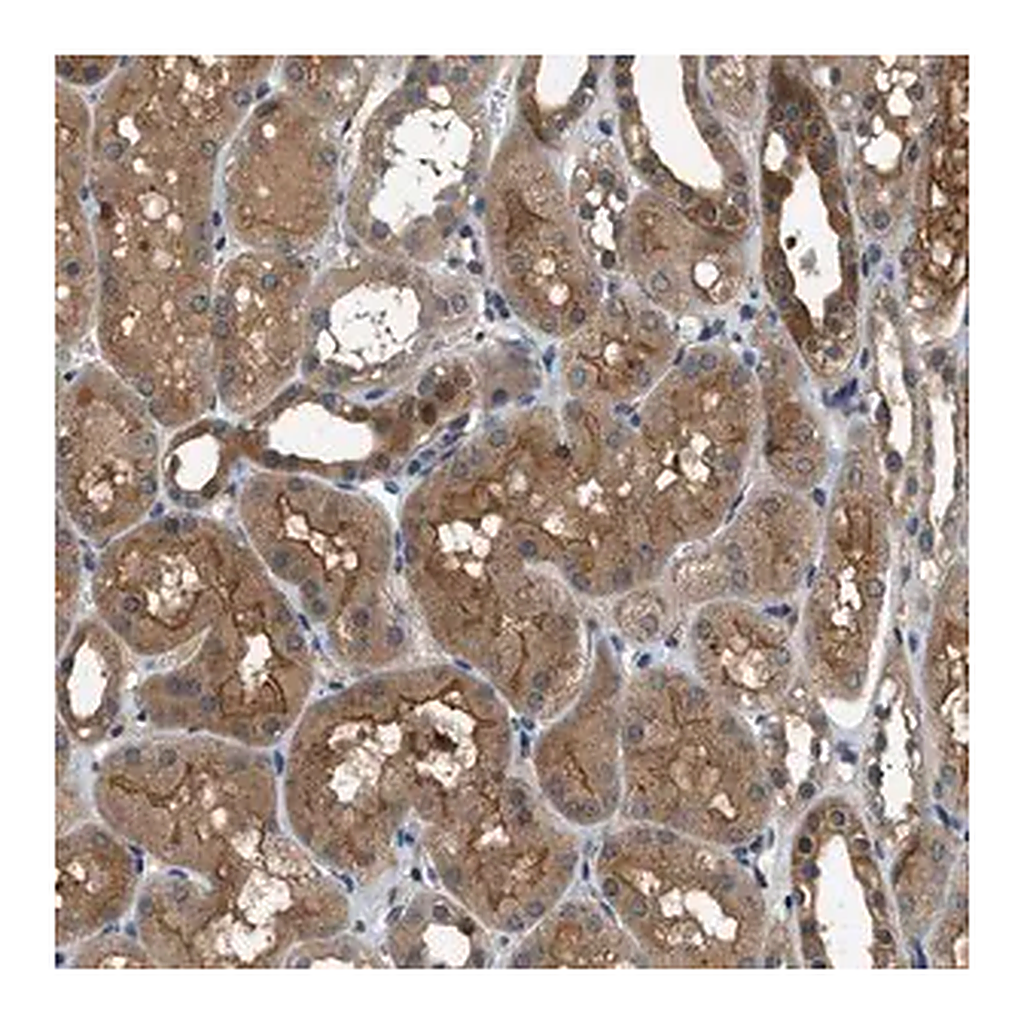 Merck Anti-GPR31 antibody produced in rabbit
