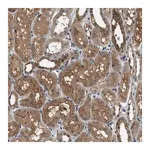 Merck Anti-GPR31 antibody produced in rabbit