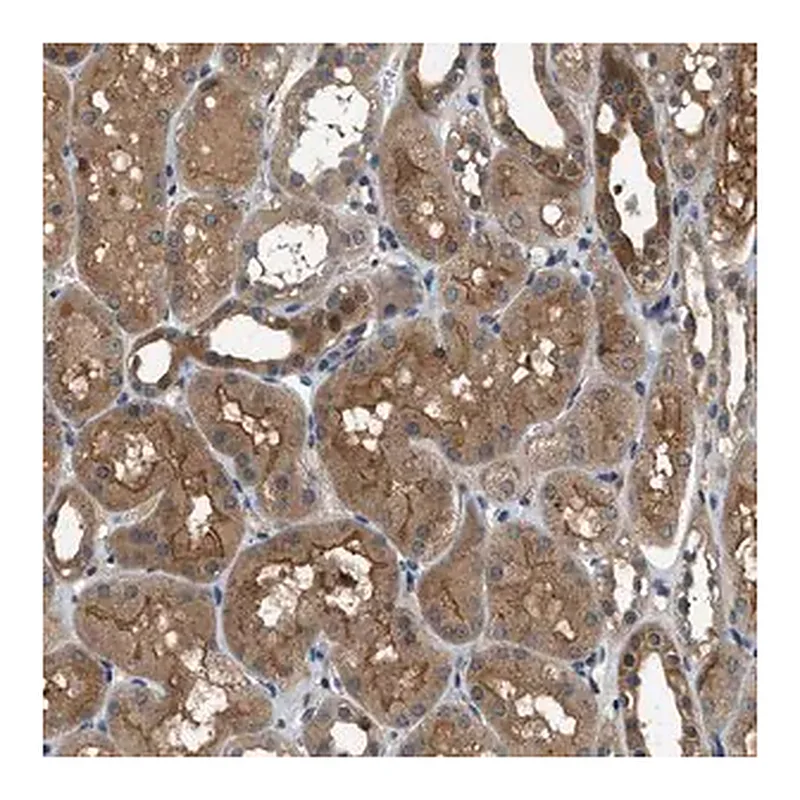 Merck Anti-GPR31 antibody produced in rabbit