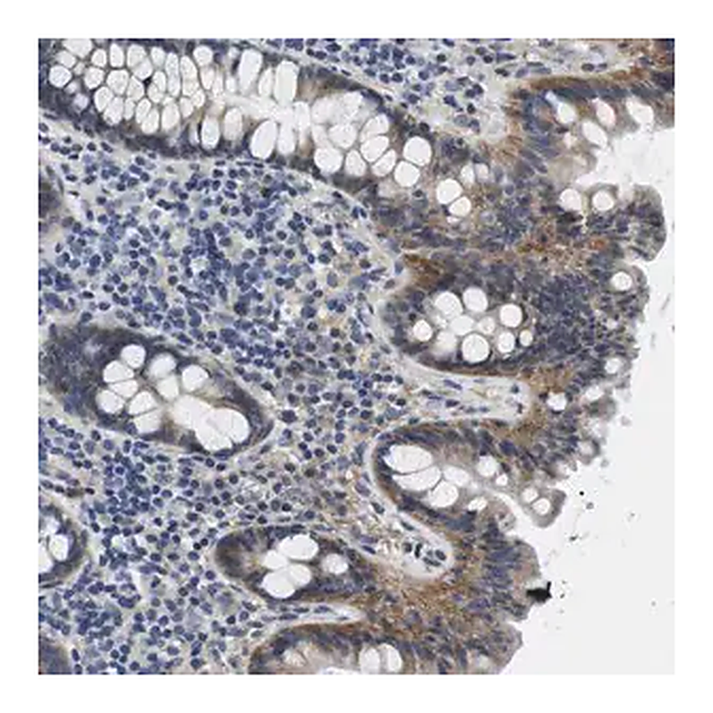 Merck Anti-SLC30A1 antibody produced in rabbit