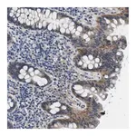Merck Anti-SLC30A1 antibody produced in rabbit