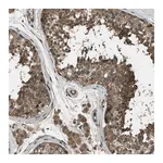 Merck Anti-STK11 antibody produced in rabbit