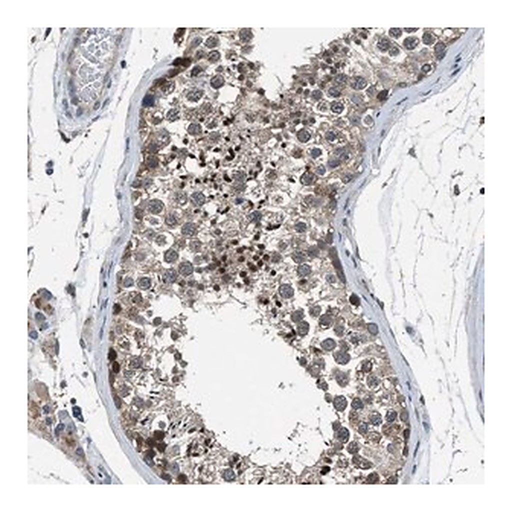 Merck Anti-LMLN antibody produced in rabbit