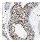 Merck Anti-LMLN antibody produced in rabbit