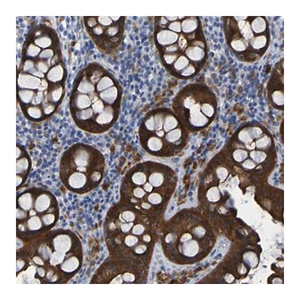 Merck Anti-ARHGEF16 antibody produced in rabbit