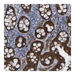 Merck Anti-ARHGEF16 antibody produced in rabbit