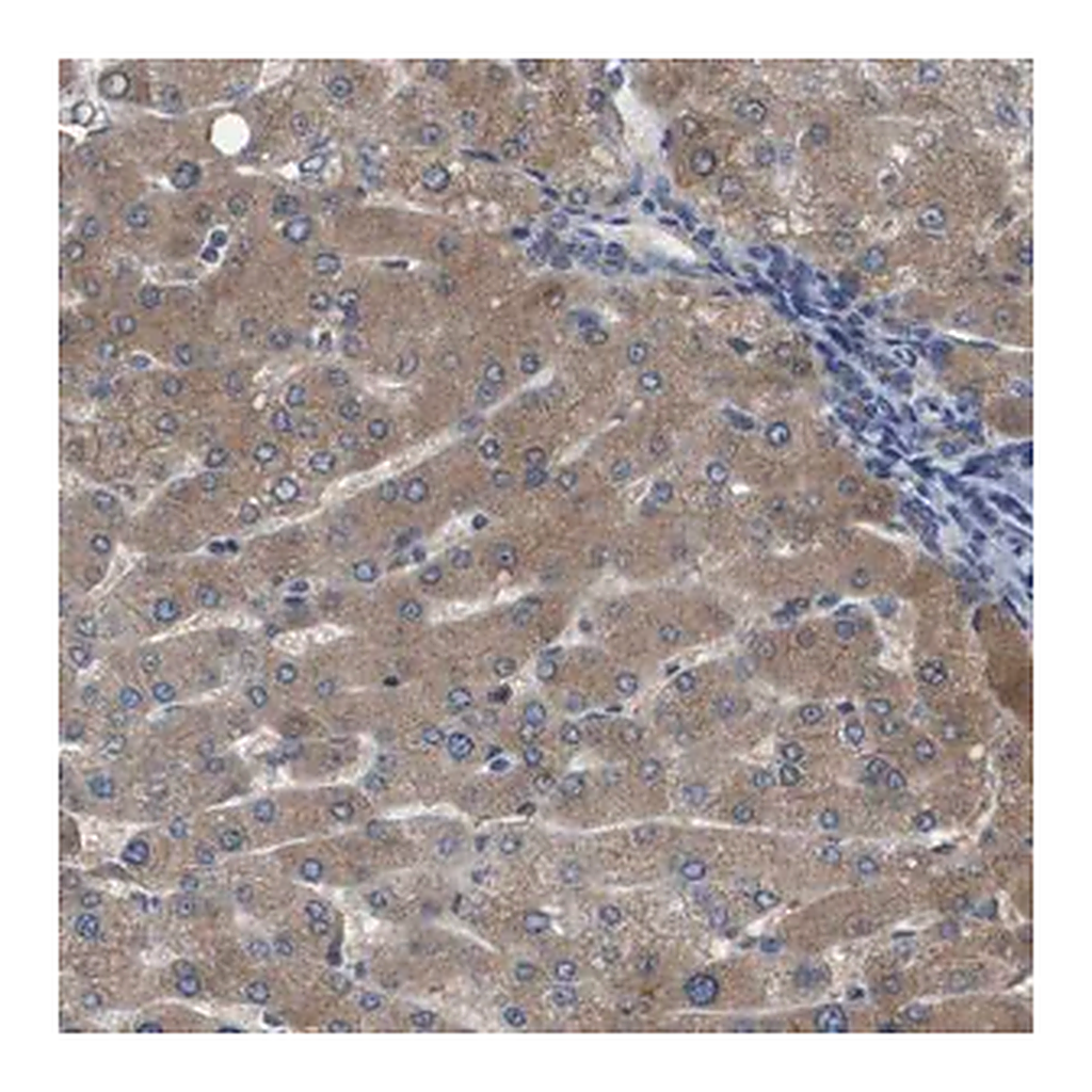 Merck Anti-SERPINA6 antibody produced in rabbit