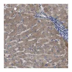 Merck Anti-SERPINA6 antibody produced in rabbit