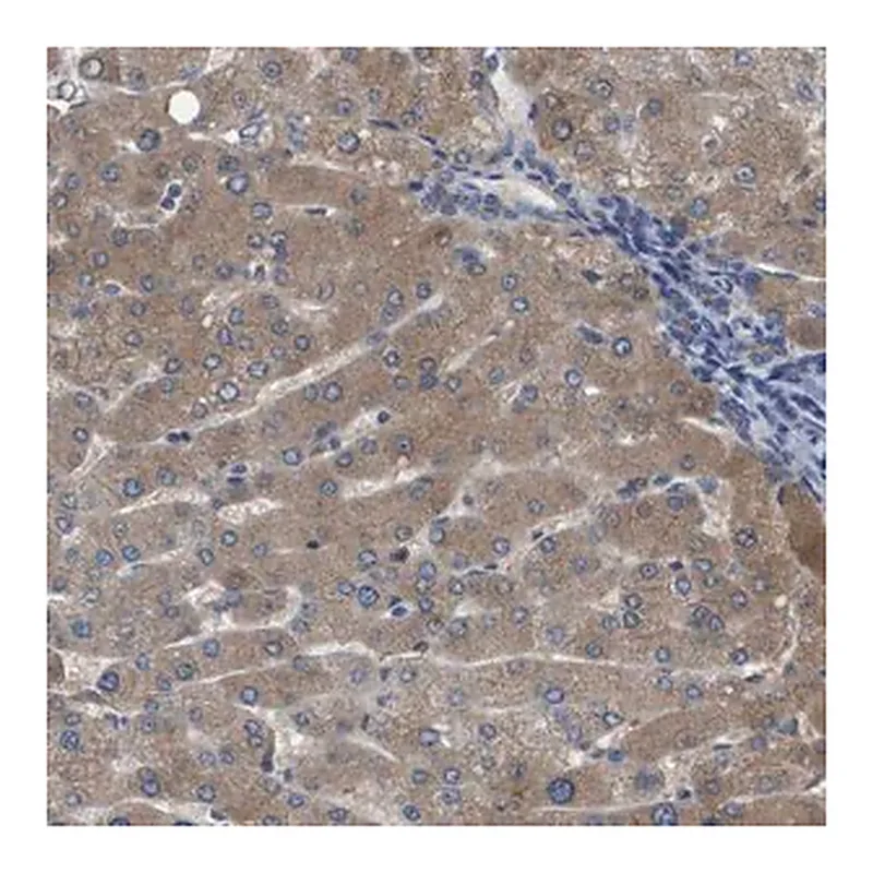 Merck Anti-SERPINA6 antibody produced in rabbit